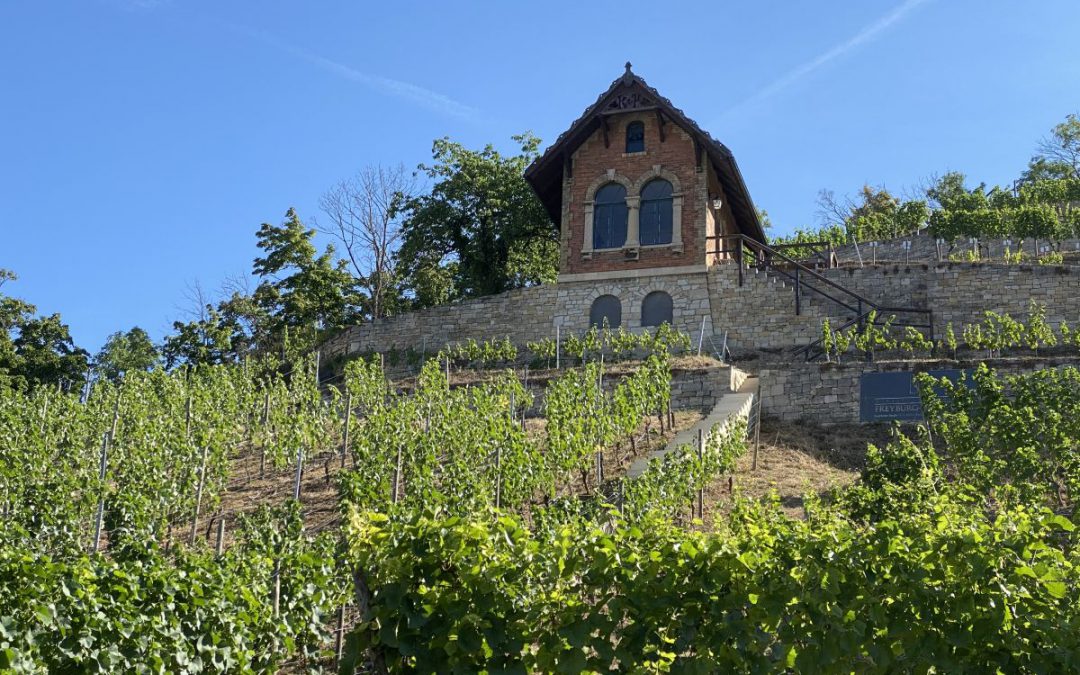 Wissenswertes zur Weinbaugesellschaft Meissen und das Weinbaugebiet „Saale-Unstrut“