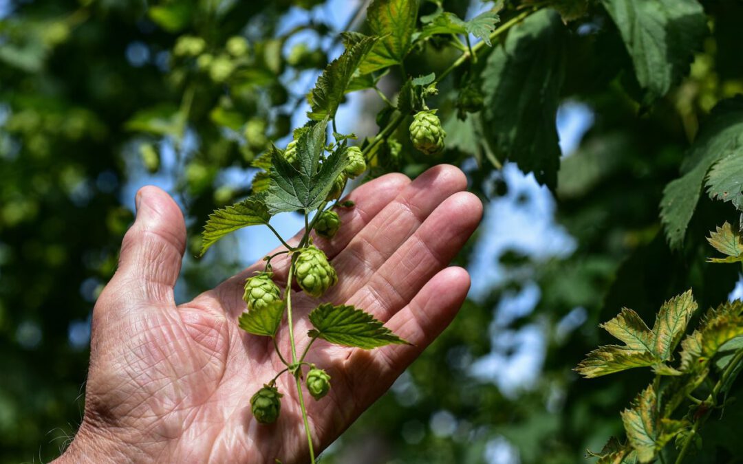 Heimatkunde „Hopfen & Wein“ – Mitglieder mit Partner und Gästen